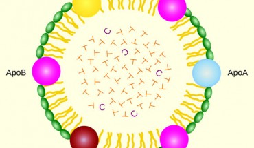 Lipoprotein structure (chylomicron): ApoA, ApoB, ApoC and ApoE - apolipoproteins; T - triacylglycerol, CEo - cholesterol ester, green - phospholipids. Image credit: Xvaz Quez / CC BY-SA 3.0.