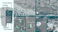 Backscattered electron images of experimental charges. Locations of images (A) to (D) from sediment-peridotite reaction experiments are schematically shown in capsule on the left. (A, C, and D) - reaction experiments at 5 GPa/1000 degrees Celsius with superimposed energy-dispersive x-ray maps of chlorine [green in (C) and (D)]. The sediment half of two-layer experiments recrystallized to garnet and clinopyroxene (Cpx), whereas orthopyroxene (Opx), magnesite (Mgs), and Na-K chlorides formed at the leading edge of the reaction zone against the peridotite. (B) - peridotite layer in the reaction experiment at 3 GPa/900 degrees Celsius contained phlogopite (Phl) behind the magnesite plus orthopyroxene zone, and Na-K chlorides were absent. (E and F) - sediment melting experiment (no peridotite included) at 4 GPa/1000 degrees Celsius showing silicate melt (E) in equilibrium with garnet (Gt), coesite (Coe), and Mg calcite (Mg-Cc) shown in (F). Scale bars - 100 μm (A and B) and 20 μm (C to F). Image credit: Förster et al, doi: 10.1126/sciadv.aau2620.
