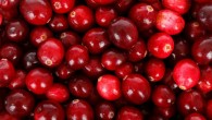 Maisuria et al demonstrated that cranberry proanthocyanidins prevent the evolution of resistance to tetracycline in Escherichia coli and Pseudomonas aeruginosa, rescue antibiotic efficacy against antibiotic-exposed cells, and repress biofilm formation. Proanthocyanidins also have a potentiating effect on a broad range of antibiotic classes against pathogenic Escherichia coli, Proteus mirabilis, and Pseudomonas aeruginosa.