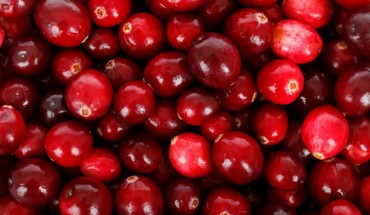 Maisuria et al demonstrated that cranberry proanthocyanidins prevent the evolution of resistance to tetracycline in Escherichia coli and Pseudomonas aeruginosa, rescue antibiotic efficacy against antibiotic-exposed cells, and repress biofilm formation. Proanthocyanidins also have a potentiating effect on a broad range of antibiotic classes against pathogenic Escherichia coli, Proteus mirabilis, and Pseudomonas aeruginosa.