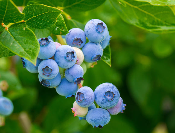 A daily intake of one cup of blueberries improved endothelial function, systemic arterial stiffness and attenuated cyclic guanosine monophosphate concentrations. Image credit: Heidelbergerin.
