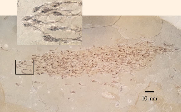 Collective behavior in a school of Erismatopterus levatus. Image credit: Mizumoto et al, doi: 10.1098/rspb.2019.0891.