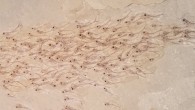 Collective behavior in a school of Erismatopterus levatus. Image credit: Mizumoto et al, doi: 10.1098/rspb.2019.0891.
