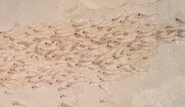 Collective behavior in a school of Erismatopterus levatus. Image credit: Mizumoto et al, doi: 10.1098/rspb.2019.0891.