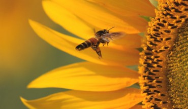 A honeybee. Image credit: Padmanemi.