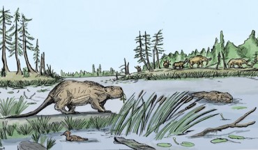 Giant beavers, about as large as a modern-day bear, ate aquatic plants before they went extinct after the last Ice Age. Image credit: Luke Dickey.