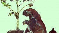 Extant and extinct sloths: in the tree, going clockwise from left -- extinct West Indian sloth (Acratocnus), extant three-fingered sloth or ai (Bradypus), and extant two-fingered sloth or unau (Choloepus); from left to right on the ground are representative giant ground sloths -- Mylodon (South America), Megalonyx (North America), and Megatherium (South America). According to the new molecular studies, Bradypus is most closely related to a group that includes Megalonyx and Megatherium. Choloepus is related to Mylodon, but Acratocnus and its West Indian kin represent a separate branch that is distinct from that of all other sloths. Human for scale: 1.85 m. Image credit: Jorge Blanco.