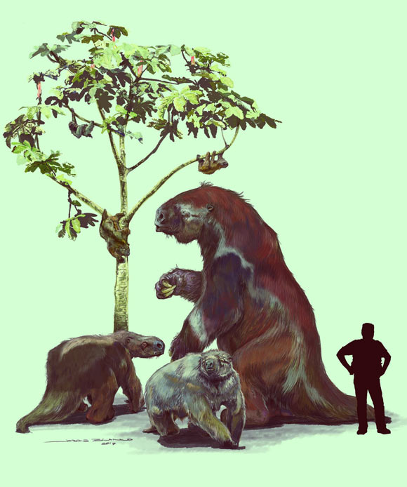 Extant and extinct sloths: in the tree, going clockwise from left -- extinct West Indian sloth (Acratocnus), extant three-fingered sloth or ai (Bradypus), and extant two-fingered sloth or unau (Choloepus); from left to right on the ground are representative giant ground sloths -- Mylodon (South America), Megalonyx (North America), and Megatherium (South America). According to the new molecular studies, Bradypus is most closely related to a group that includes Megalonyx and Megatherium. Choloepus is related to Mylodon, but Acratocnus and its West Indian kin represent a separate branch that is distinct from that of all other sloths. Human for scale: 1.85 m. Image credit: Jorge Blanco.