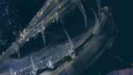 Deep-sea fishes living in darkness have evolved unique predation and communication mechanisms involving bioluminescence and other strategies. Another adaptation is the transparency of the teeth of several species, which is hypothesized to provide stealth for predation. Velasco-Hogan et al investigated the transparent teeth of Aristostomias scintillans and discovered that it is due to the mixture of nanocrystalline and amorphous phases in both its enamel-like and dentin layers and the absence of tubules. This structure significantly decreases the Rayleigh scattering of the hydroxyapatite-collagen mixture. Image credit: Velasco-Hogan et al, doi: 10.1016/j.matt.2019.05.010.