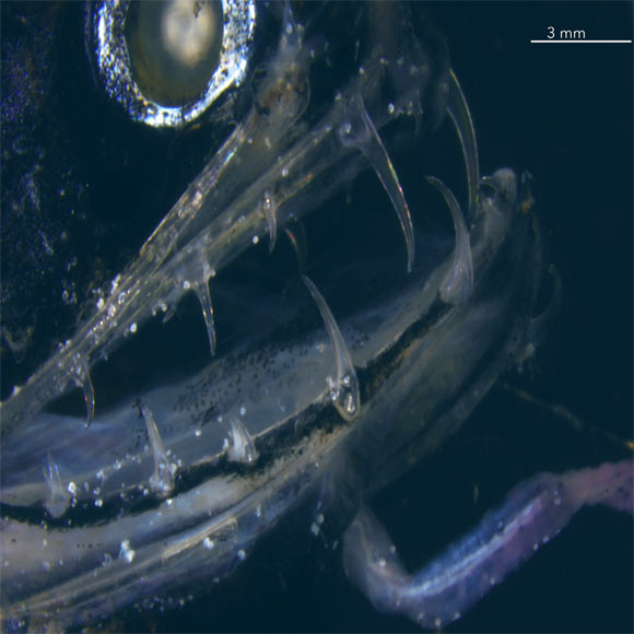 Deep-sea fishes living in darkness have evolved unique predation and communication mechanisms involving bioluminescence and other strategies. Another adaptation is the transparency of the teeth of several species, which is hypothesized to provide stealth for predation. Velasco-Hogan et al investigated the transparent teeth of Aristostomias scintillans and discovered that it is due to the mixture of nanocrystalline and amorphous phases in both its enamel-like and dentin layers and the absence of tubules. This structure significantly decreases the Rayleigh scattering of the hydroxyapatite-collagen mixture. Image credit: Velasco-Hogan et al, doi: 10.1016/j.matt.2019.05.010.