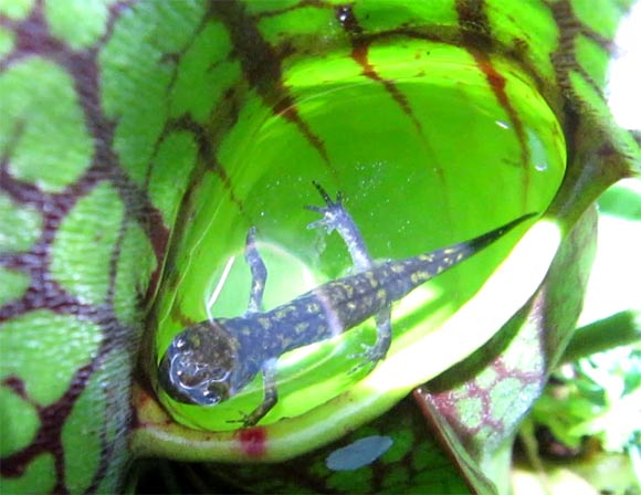 A northern pitcher plant with a trapped salamander. Image credit: M. Alex Smith.