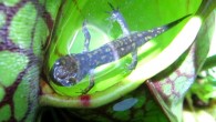 A northern pitcher plant with a trapped salamander. Image credit: M. Alex Smith.