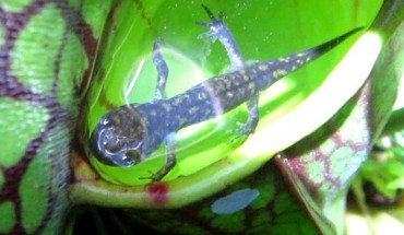 A northern pitcher plant with a trapped salamander. Image credit: M. Alex Smith.
