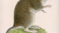 The Mingan shrew-rat (Rhynchomys mingan). Image credit: Velizar Simeonovski, Field Museum.