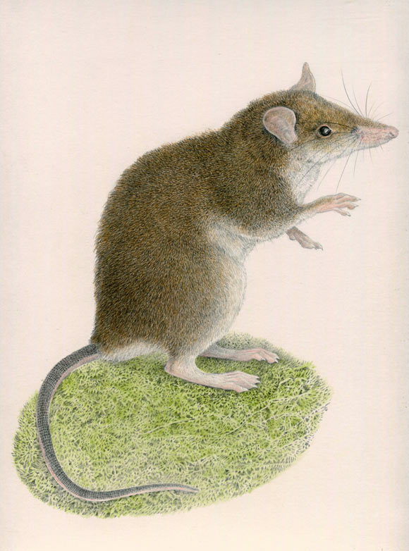 The Mingan shrew-rat (Rhynchomys mingan). Image credit: Velizar Simeonovski, Field Museum.