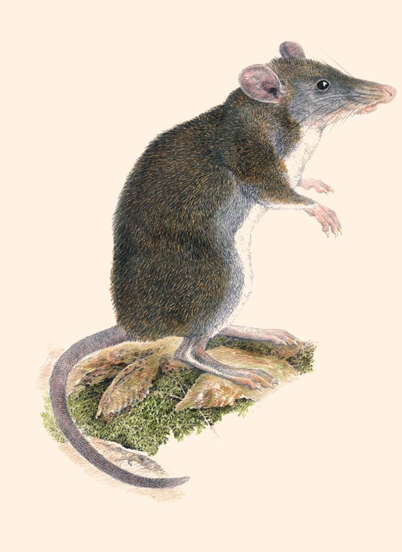 The Labo shrew-rat (Rhynchomys labo). Image credit: Velizar Simeonovski, Field Museum.