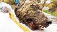 The head of a Pleistocene wolf. Image credit: Albert Protopopov.