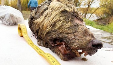 The head of a Pleistocene wolf. Image credit: Albert Protopopov.