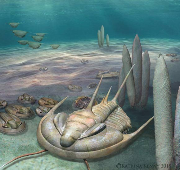 An artist’s impression of Redlichia rex on the Cambrian seafloor. Image credit: Katrina Kenny.