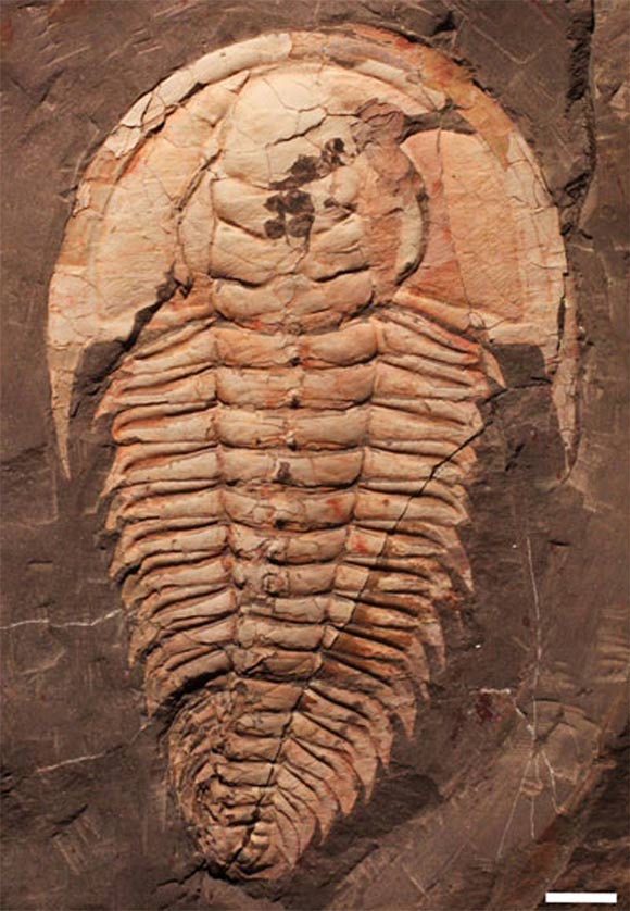 A specimen of Redlichia rex from the Emu Bay Shale, Kangaroo Island, Australia. Scale bar - 10 mm. Image credit: Holmes et al, doi: 10.1080/14772019.2019.1605411.