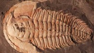 A specimen of Redlichia rex from the Emu Bay Shale, Kangaroo Island, Australia. Scale bar - 10 mm. Image credit: Holmes et al, doi: 10.1080/14772019.2019.1605411.
