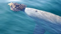An Indo-Pacific bottlenose dolphin (Tursiops aduncus) with a sponge in Shark Bay, Western Australia. Image credit: Simon Allen.