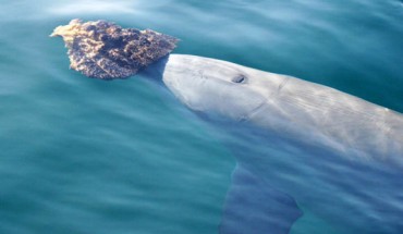 An Indo-Pacific bottlenose dolphin (Tursiops aduncus) with a sponge in Shark Bay, Western Australia. Image credit: Simon Allen.