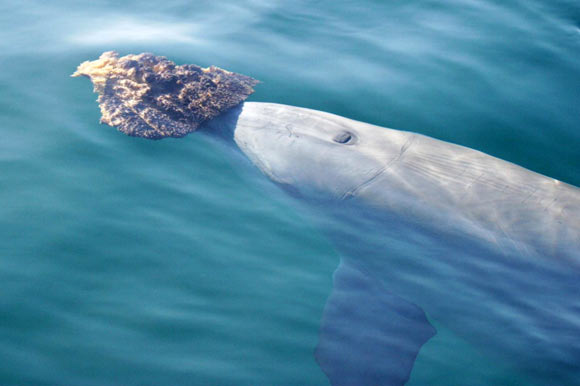 An Indo-Pacific bottlenose dolphin (Tursiops aduncus) with a sponge in Shark Bay, Western Australia. Image credit: Simon Allen.