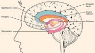 Nilvadipine, a dihydropyridine calcium antagonist that is in use as an antihypertensive agent, increased hippocampal cerebral blood flow (CBF) while lowering blood pressure in people with Alzheimer’s disease. These findings indicate that the known decrease in CBF in Alzheimer’s patients can in some regions be reversed. Image credit: OpenStax College / Anatomy & Physiology, cnx.org / CC BY 3.0.
