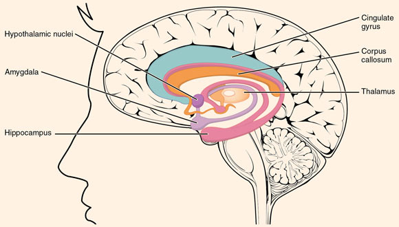 Nilvadipine, a dihydropyridine calcium antagonist that is in use as an antihypertensive agent, increased hippocampal cerebral blood flow (CBF) while lowering blood pressure in people with Alzheimer’s disease. These findings indicate that the known decrease in CBF in Alzheimer’s patients can in some regions be reversed. Image credit: OpenStax College / Anatomy & Physiology, cnx.org / CC BY 3.0.