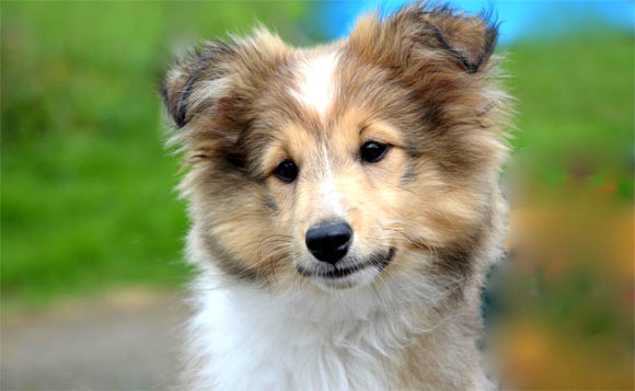 Kaminski et al show that, in only 33,000 years, domestication transformed the facial muscle anatomy of dogs specifically for facial communication with humans; dogs with expressive eyebrows had a selection advantage and ‘puppy dog eyes’ are the result of selection based on humans’ preferences. Image credit: JacLou DL.