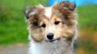 Kaminski et al show that, in only 33,000 years, domestication transformed the facial muscle anatomy of dogs specifically for facial communication with humans; dogs with expressive eyebrows had a selection advantage and ‘puppy dog eyes’ are the result of selection based on humans’ preferences. Image credit: JacLou DL.