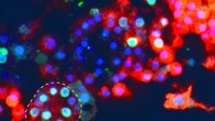 Choanocyte-derived archaeocytes are capable of generating new choanocyte chambers (dotted line). Scale bar - 10 μm. Image credit: Sogabe et al, doi: 10.1038/s41586-019-1290-4.