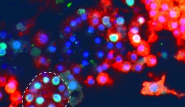 Choanocyte-derived archaeocytes are capable of generating new choanocyte chambers (dotted line). Scale bar - 10 μm. Image credit: Sogabe et al, doi: 10.1038/s41586-019-1290-4.