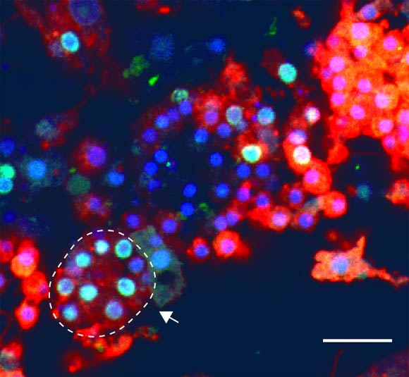Choanocyte-derived archaeocytes are capable of generating new choanocyte chambers (dotted line). Scale bar - 10 μm. Image credit: Sogabe et al, doi: 10.1038/s41586-019-1290-4.