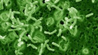 Mycobacterium vaccae. Image credit: Christopher Lowry, University of Colorado, Boulder.