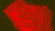 A fluorescence microscopy image showing lit-up modern microbes that took up residence in a Centrosaurus fossil. Image credit: Evan Saitta, Field Museum of Natural History.