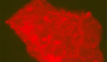 A fluorescence microscopy image showing lit-up modern microbes that took up residence in a Centrosaurus fossil. Image credit: Evan Saitta, Field Museum of Natural History.