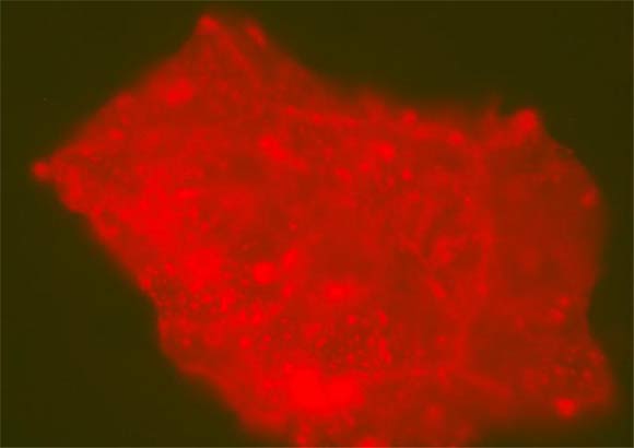 A fluorescence microscopy image showing lit-up modern microbes that took up residence in a Centrosaurus fossil. Image credit: Evan Saitta, Field Museum of Natural History.