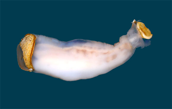 Rock-boring and rock-ingesting Lithoredo abatanica shipworms live in carbonate limestone bedrock in the Abatan River on the Philippine Island of Bohol. Image credit: Dan Distel.