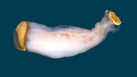Rock-boring and rock-ingesting Lithoredo abatanica shipworms live in carbonate limestone bedrock in the Abatan River on the Philippine Island of Bohol. Image credit: Dan Distel.