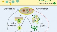 Müller et al investigated the physicochemical process of extracellular matrix calcification in both physiological (bone) and pathological (vascular calcification) contexts; they found that oxidative stress-induced poly(ADP-ribose) nucleates calcium phosphatemineral crystals on extracellular matrix substrates and that calcification is inhibited by poly(ADP-ribose) polymerase (PARP) enzyme inhibitors. Image credit: Müller et al, doi: 10.1016/j.celrep.2019.05.038.
