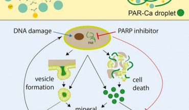 Müller et al investigated the physicochemical process of extracellular matrix calcification in both physiological (bone) and pathological (vascular calcification) contexts; they found that oxidative stress-induced poly(ADP-ribose) nucleates calcium phosphatemineral crystals on extracellular matrix substrates and that calcification is inhibited by poly(ADP-ribose) polymerase (PARP) enzyme inhibitors. Image credit: Müller et al, doi: 10.1016/j.celrep.2019.05.038.
