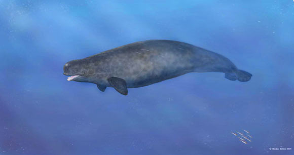 An illustration of how the narwhal-beluga hybrid might have looked. Image credit: Markus Bühler.