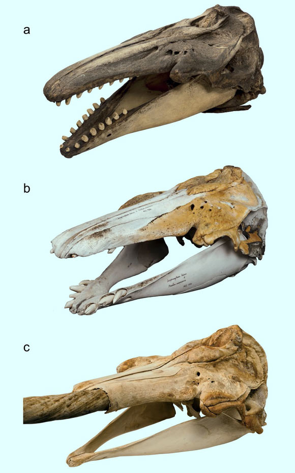 Skull morphology of beluga (a), narwhal-beluga hybrid (b), and narwhal (c). Image credit: Mikkel Høegh Post.