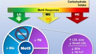 After eating a low-carb diet, more than half the participants saw their metabolic syndrome reversed even though they were fed diets that intentionally contained enough calories to keep their weight stable. Image credit: Hyde et al, doi: 10.1172/jci.insight.128308.