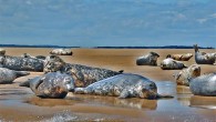 A group of gray seals (Halichoerus grypus) on sands at Stiffkey, Norfolk, UK. Image credit: Duncan Harris / CC BY 2.0.