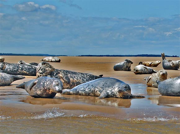 A group of gray seals (Halichoerus grypus) on sands at Stiffkey, Norfolk, UK. Image credit: Duncan Harris / CC BY 2.0.