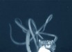 A giant squid, at least 10-12 feet in length, approaches the Medusa’s e-jelly lure before realizing the e-jelly is not food and retreating. Image credit: Edie Widder & Nathan Robinson.