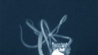 A giant squid, at least 10-12 feet in length, approaches the Medusa’s e-jelly lure before realizing the e-jelly is not food and retreating. Image credit: Edie Widder & Nathan Robinson.